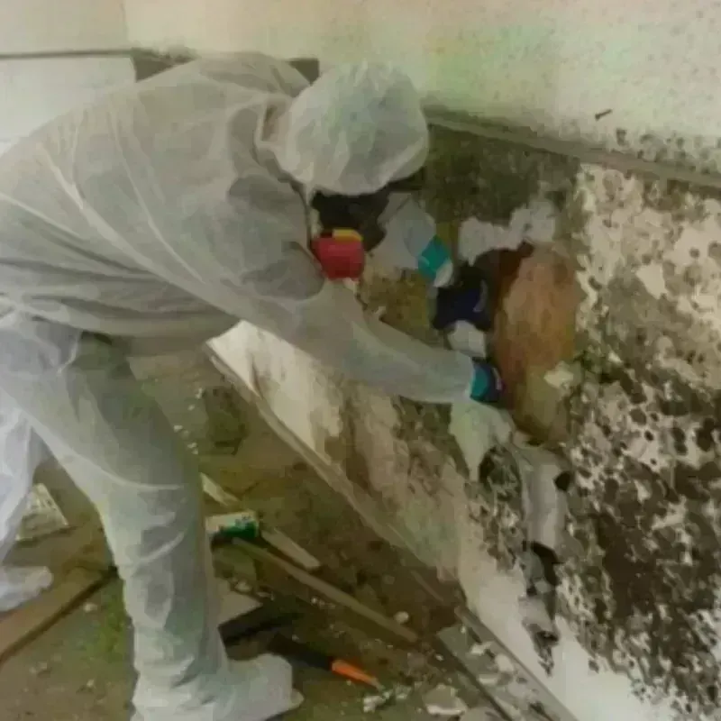 Mold Remediation and Removal in Monroe, GA